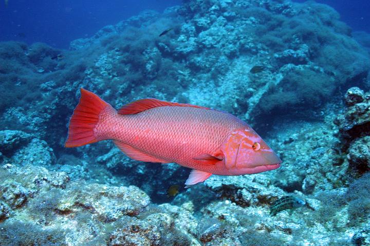 Mergulho 113.jpg
